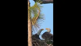 SWFL Eagles- M15 & F23 Nestorations! Ready, Set, Go! #baldeagle #eagles #SaundersPhotography