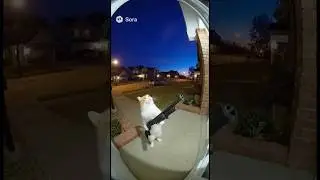 Cat shoots gun! #shorts #funny #ai #crazy #cat