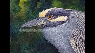 Yellow-crowned Night Heron Transparent Watercolor Time-lapse
