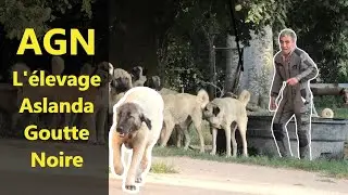 Elevage de Kangal Berger d'Anatolie Aslanda Goutte Noire AGN 4K ultra HD 2020