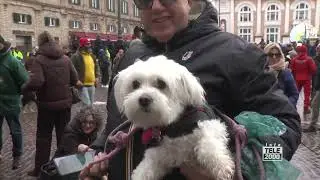 Pesaro: benedizione degli animali 2026