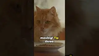 Chubby Kitty Hilarious Fat Cat Diet Tips #cats #fatcat #catdiet