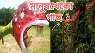 মানুষ খেকো গাছ ||Man-Eating Trees || Most mysteries Of Trees