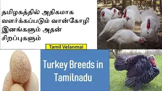 Turkey Breed and types in tamilnadu || Vaan Kozhi Valarpu || Tamil Velanmai
