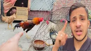 Kitna Pyara Murga