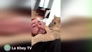 LACRIM ET LES TIGRES !!!