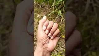 The best of baby grasshoppers