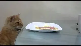 Gatos ladrones