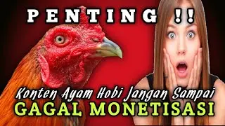 PENTING !! Konten Ayam Hobi Jangan Sampai Gagal Monetisasi