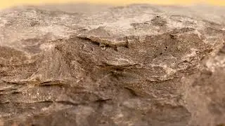 Sedimentary Rock Shale and its Thin Section