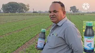 JIRA MA CIBACA NU RESULT #farming #agriculture #cumin #farmer #cibaca #2025 #jira #jiru