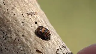 The Ladybug Pupa