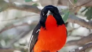 Crimson breasted shrike sound