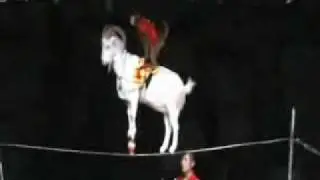 Incredible performing 