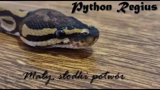 Nowy członek rodziny - Ziggy czyli Python Regius