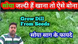 सोया जल्दी है खाना तो ऐसे बोना।Grow Dill From Seeds। सोया साग के फायदे।#dill।
