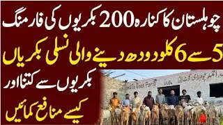 Biggest goats farming setup in desert || bahawalnager goats farming|| makhi chini Baki farming 