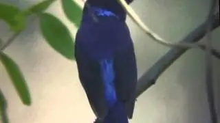 Small Niltava