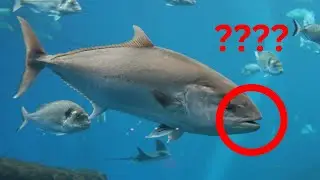Do fish have teeth?