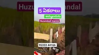 5 Acre Agriculture land for sale in Telangana #karimnager dist#9533344166@50 lakhs acre