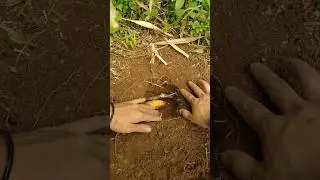 trap for catchhing monkeys #trapp #survival #bamboo #bushcraft #asmr