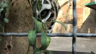 Ромео качает права, Джуля послушна! Умные тигры! Romeo is in charge, Julia is obedient! Smart tigers