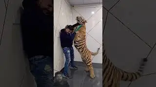 #tiger #attitude #lion #remix #music #song #dj
