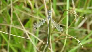 Emerald Damselfly [m] & Egg laying Common Darter, Emsworthy Mire DWT NR, 30 8 22