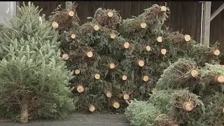What's the best way to cut a live Christmas tree?