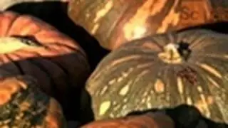 Punkin Chunkin: Mashup