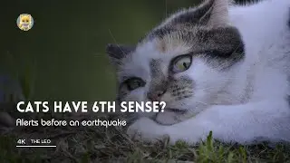 Cat's have a Sixth Sense: Extra and definitely not ordinary | Do they ?