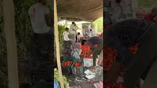 Tomato plot harvesting