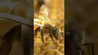 Amazing facts about Snail and Insects🐌🐜🐝 |Amazing Fact 1| Chota Tutor #amazingfacts #amazing #facts