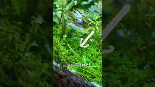 Ковер без CO2 | Низкотехнологичный аквариум