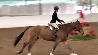 Cellestial Dream - Junior or Adult Hunter 3&rsquo;3&rdquo; and up.