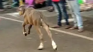 || Beautiful Buffalo Calf Running in Race ||
