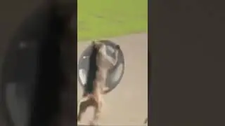 Monkey stealing car     Wheel cap