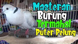 Masteran Burung Termahal , Puter Pelung