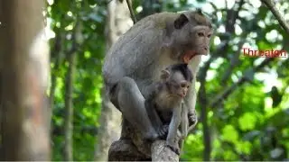 Kidnapper Threaten To Mum's Baby Monkey  By Mouth ST1118 Mono Monkey