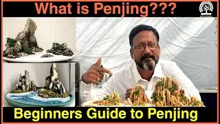 Beginners Guide to Penjing Perfection || Part 1