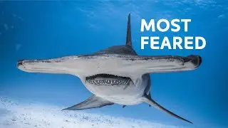6 Shark Species You Don't Want to Meet in the Open Ocean...