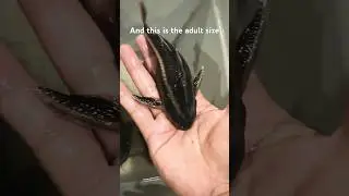 Say hello to the talking Catfish! #raphaelcatfish #talkingcatfish #bigdvsfish #africancichlidtank