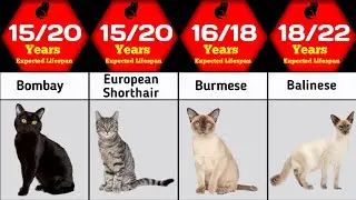 Cat lifespan comparison | How many years cat life
