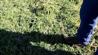 Hairy Vetch Crimped Before No-Till Corn