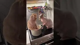 Sphynx Cat Slapped Off Stovetop || ViralHog