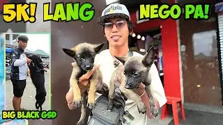 PAG BALIK NYA! GUARD DOGS NA MURA ANG DALA! GROTTO PET MARKET UPDATE! 