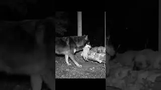 Wolf Protects a Litter of Puppies &ndash; Heartwarming AI Wildlife 🐾🌙
