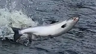 Best dry fly  Salmon fishing Newfoundland #salmonfishing #atlanticsalmon #fishing #flyrod