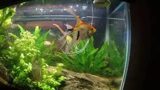 Nina and Pinta My Veil Tail Angel Fish with the sound track of Ivy Edge of the Ocean