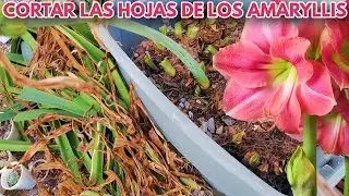 cuando cortar las hojas de los hippeastrum amayllis chuyito jardinero